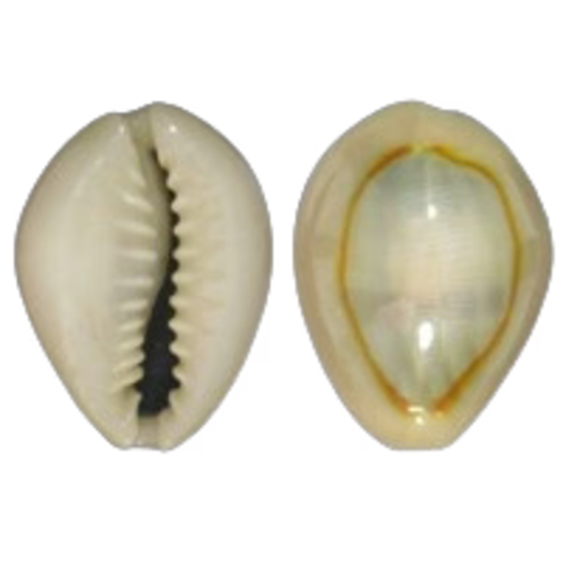 Gold Ring Cowrie (Cyprea annulus)