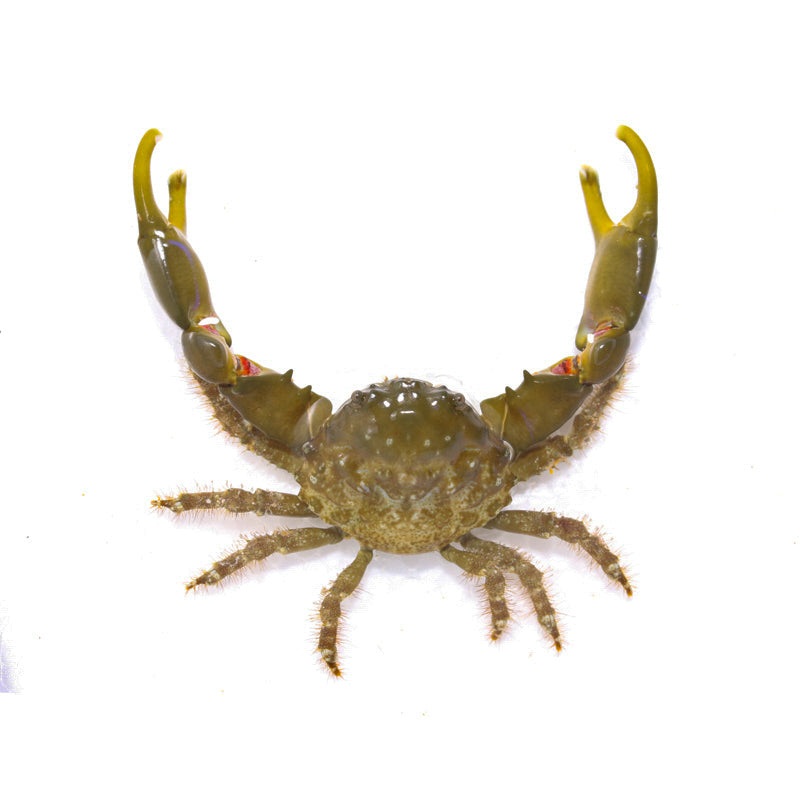 Green Emerald Crabs (Mithraculus sculptus)