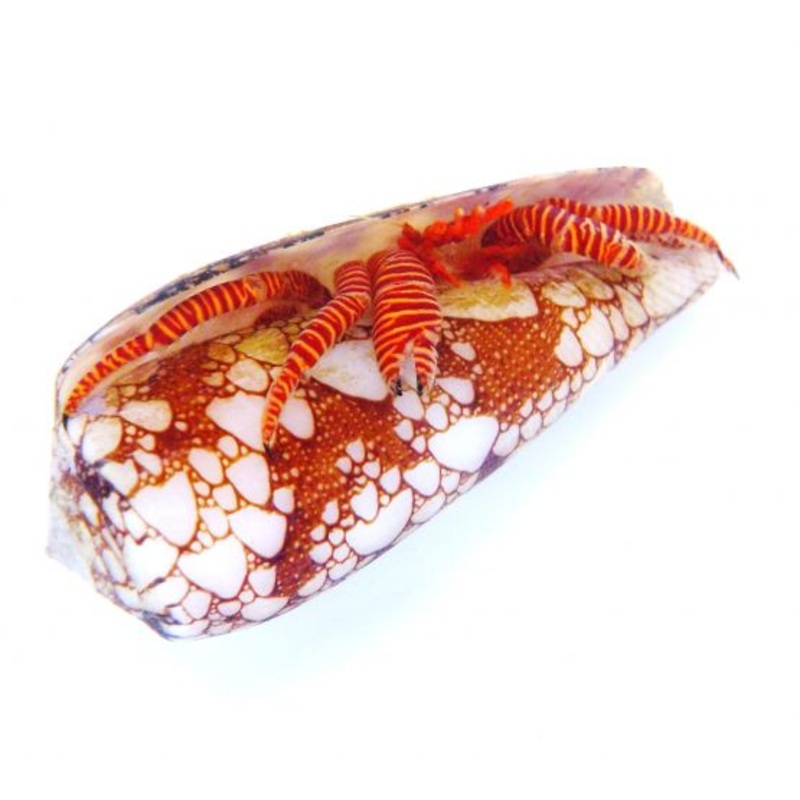 Halloween Hermit Crabs (Trizopagurus strigatus)