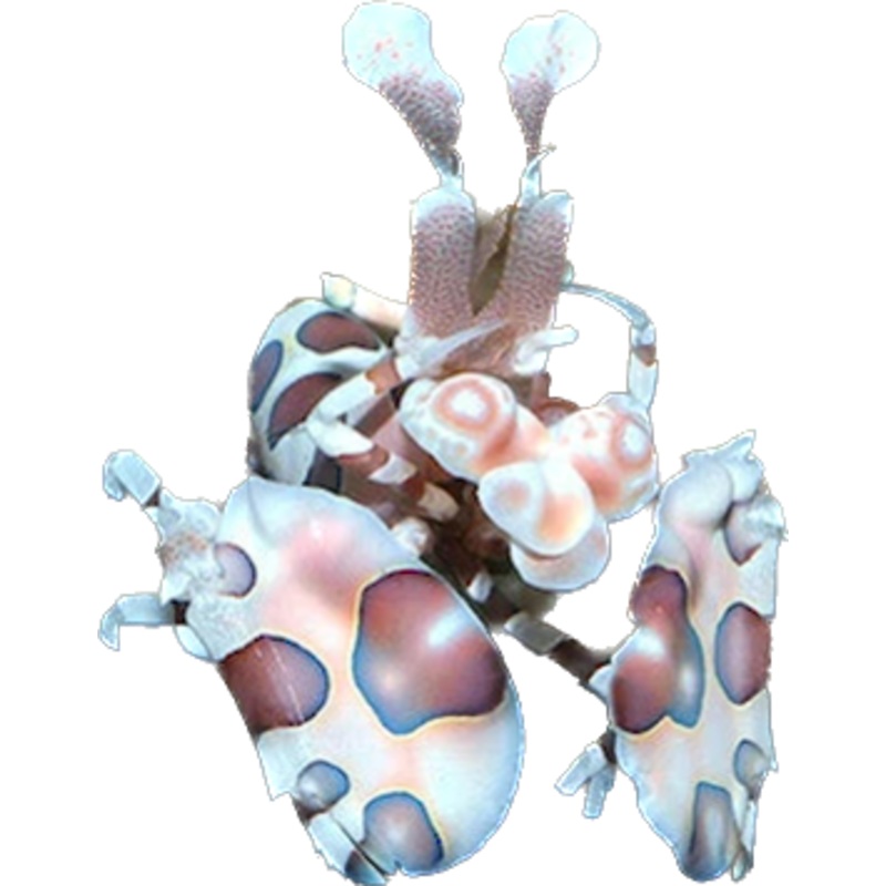 Harlequin Shrimp