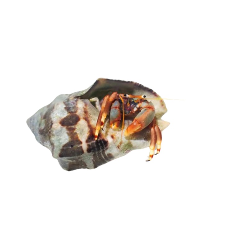 Left-handed Orange Hermit Crab