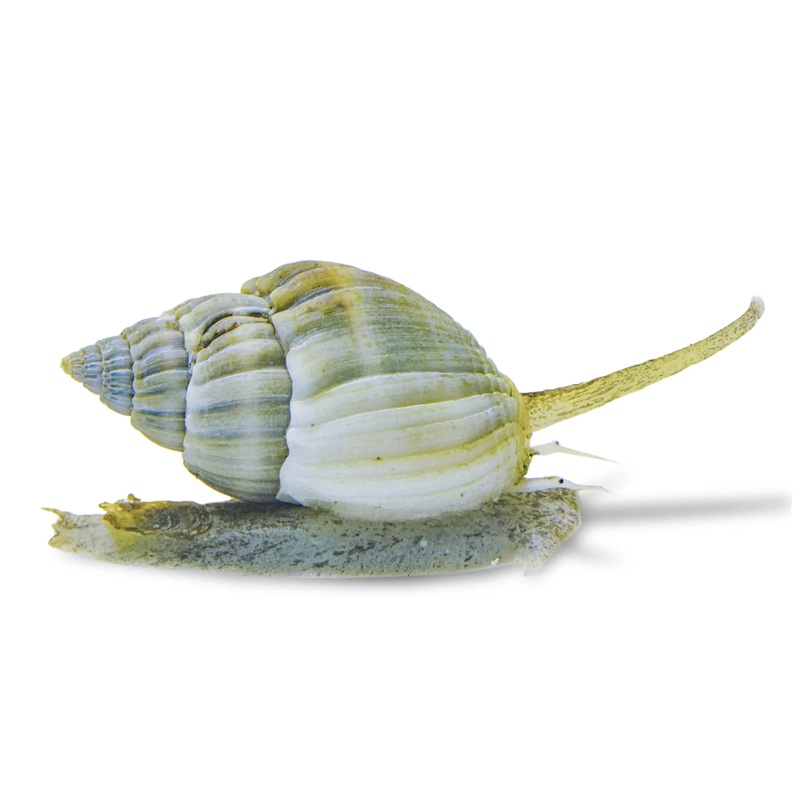 Nassarius(Nassarius sp.)