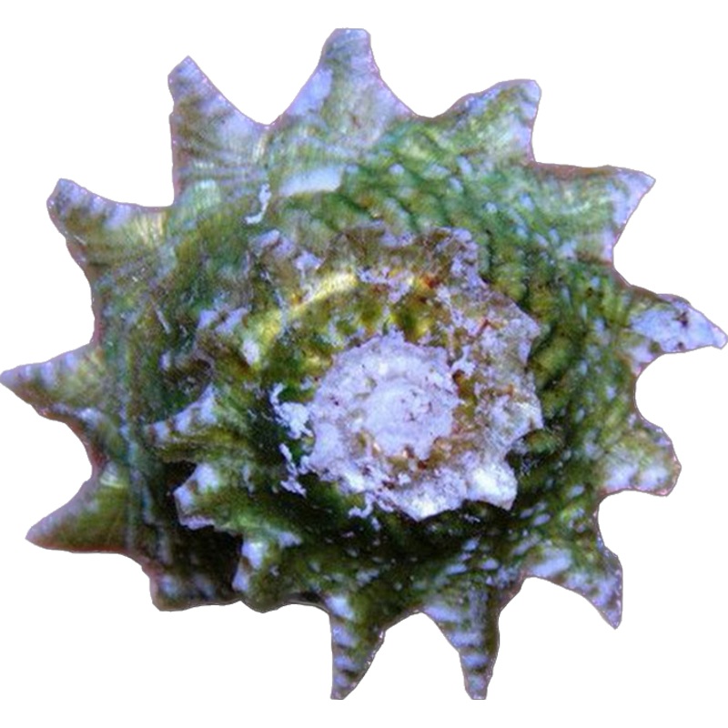 Ninja Star Snail (Astraea phoebia)