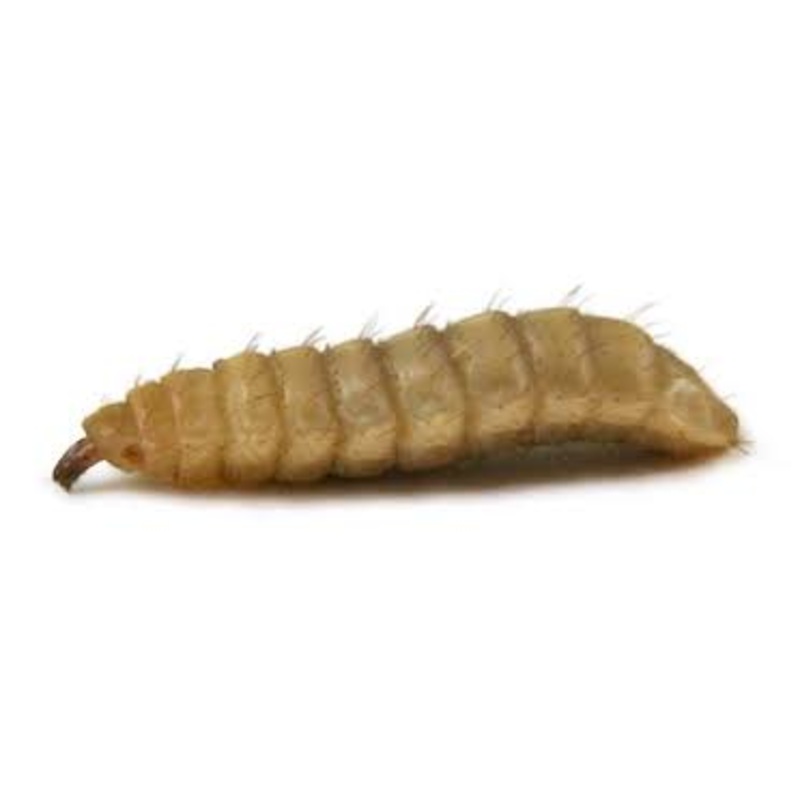 Phoenix Worm Larvae Single Cup (Pre-Order)