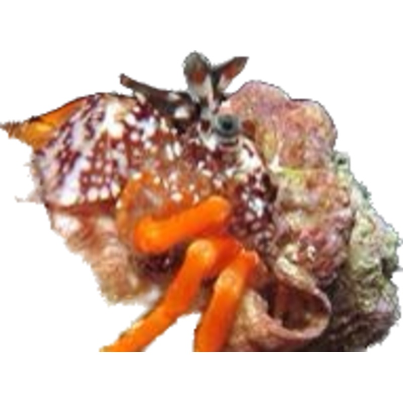 Polka Dot Hermits (Phimochirus operculatus)