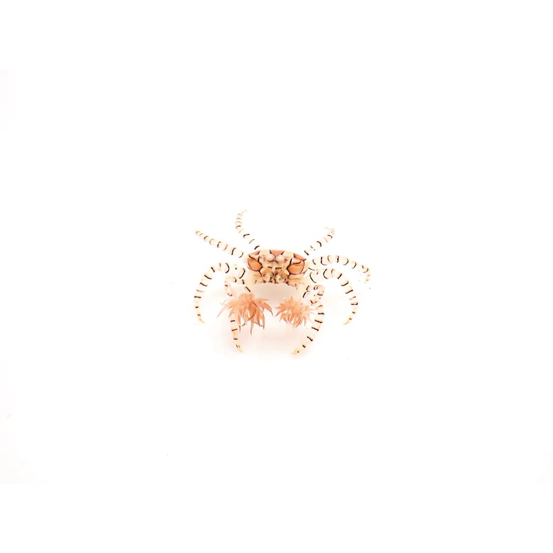 Pom Pom Anemone Crab (Lybia tessellata)
