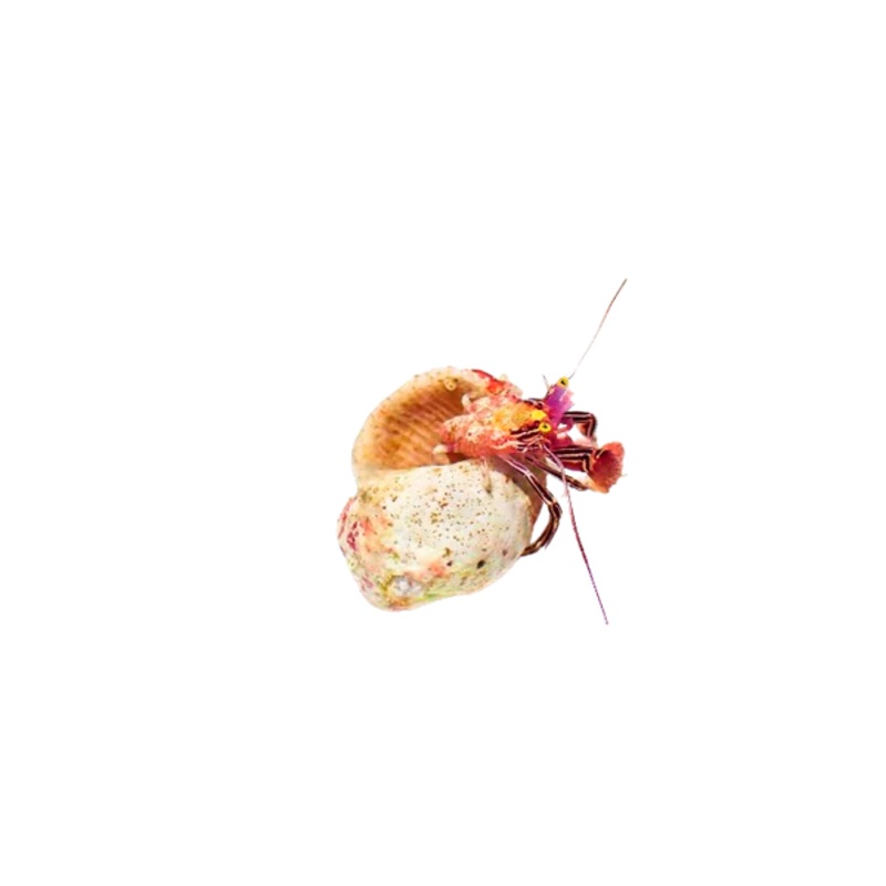 Purple Zebra Hermit Crab