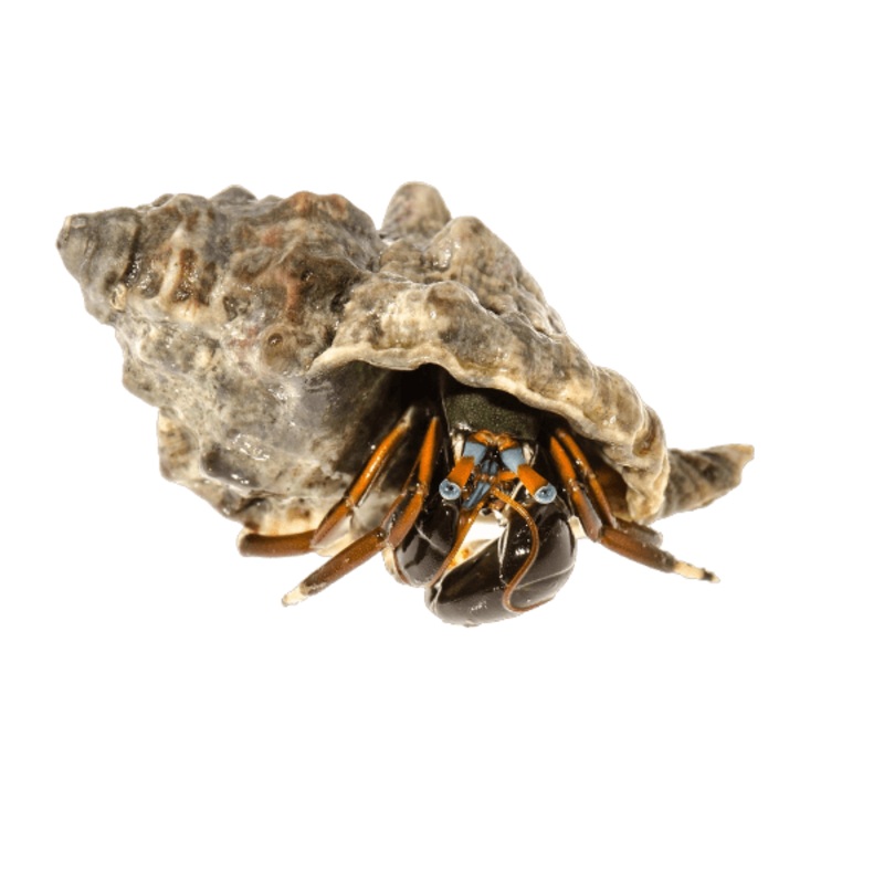 Red Blue Eyed Hermit Crab (Calcinus laevimanus)