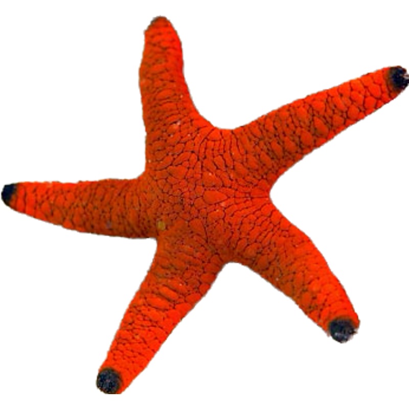 Red Fromia Starfish