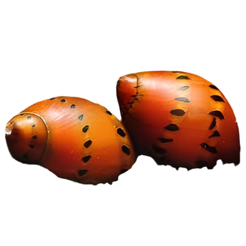 Red Onion Snail