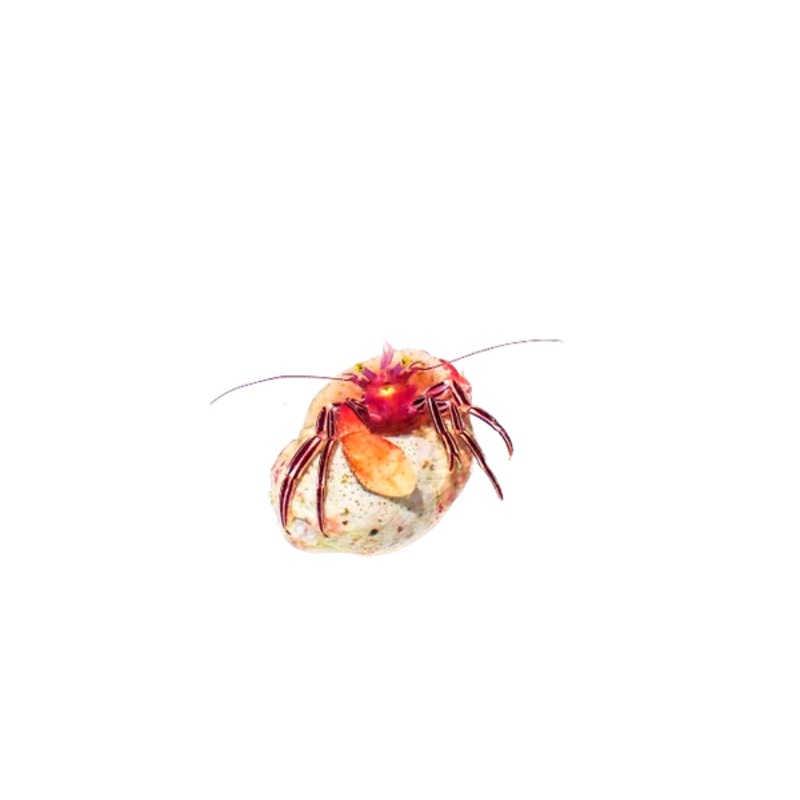 Red Zebra Hermit Crab