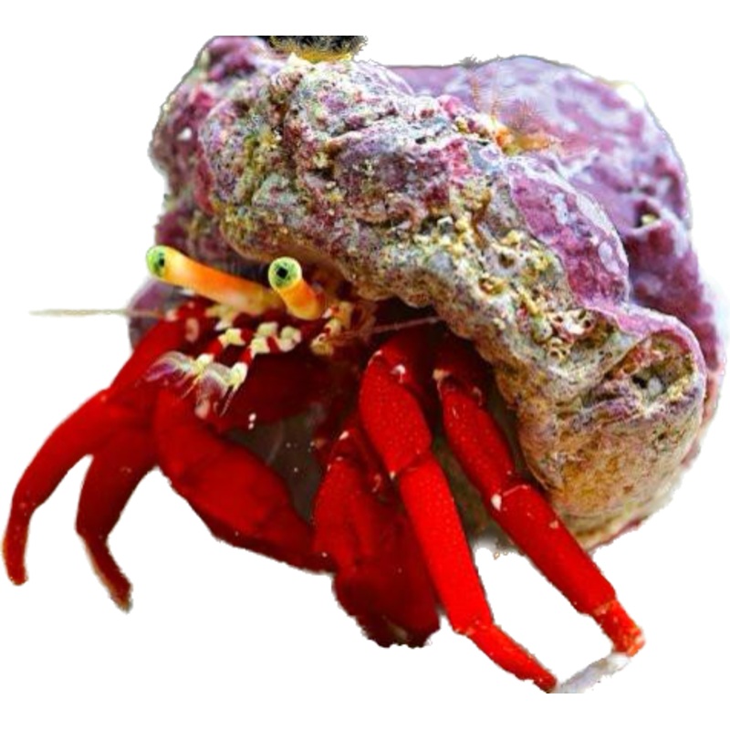 Scarlet Hermit (Paguristes Cadenati)