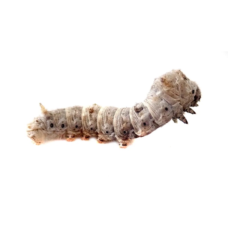 Silkworm (Pre-Order)