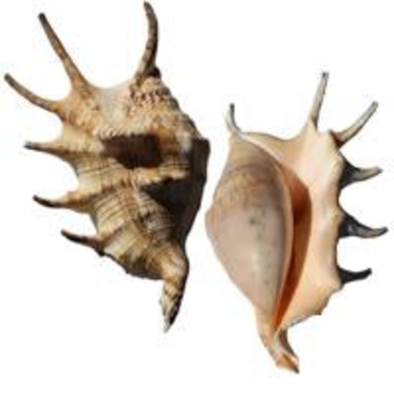 Spider Conch XL