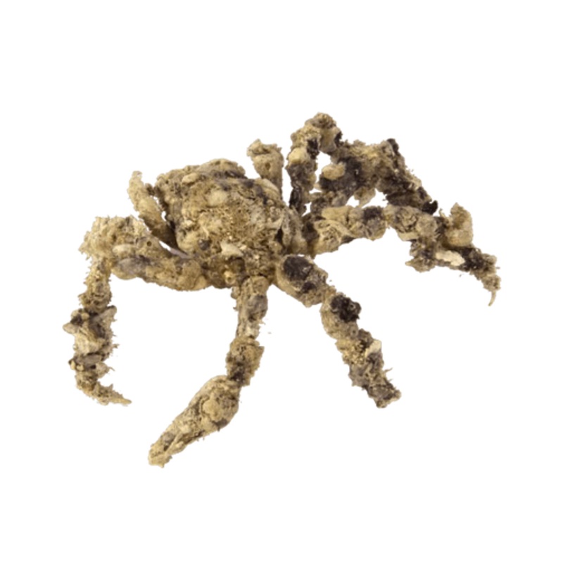 Spider Decorator Crab