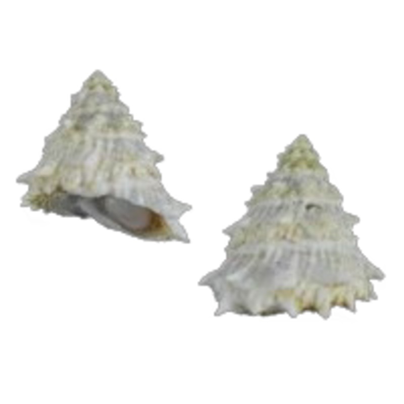 Spiney Pacific Turban