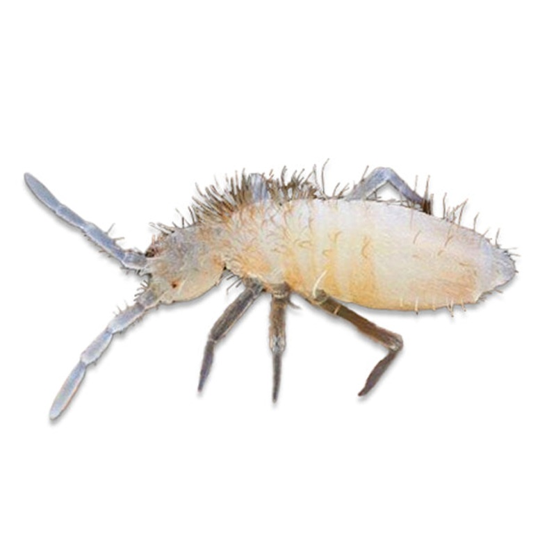Springtail Culture (Pre-Order)
