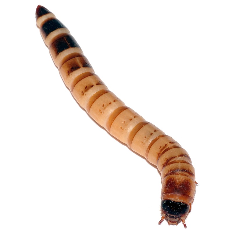 Superworms - 1 dozen