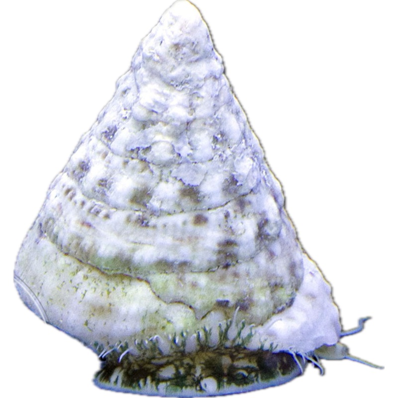 Tectus Snail (Tectus fenestratus)