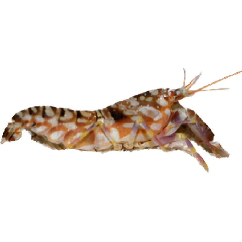 Tiger Pistol Shrimp sm (Alpheus bellulus)