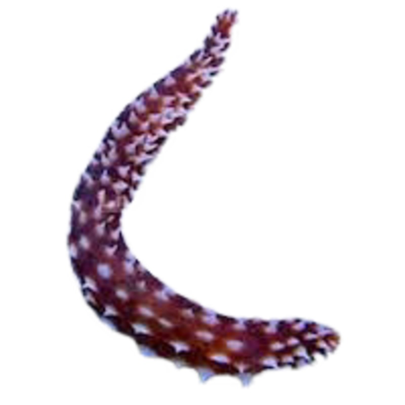 Tiger Tail Sea Cucumber (Holothuria hilla)