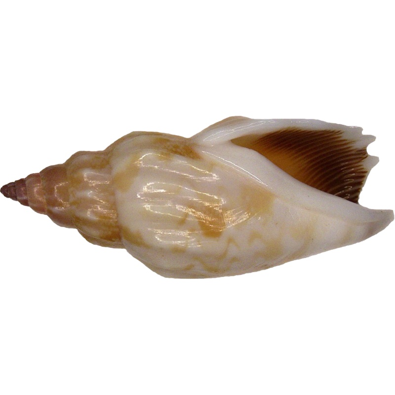 Toothed Conch