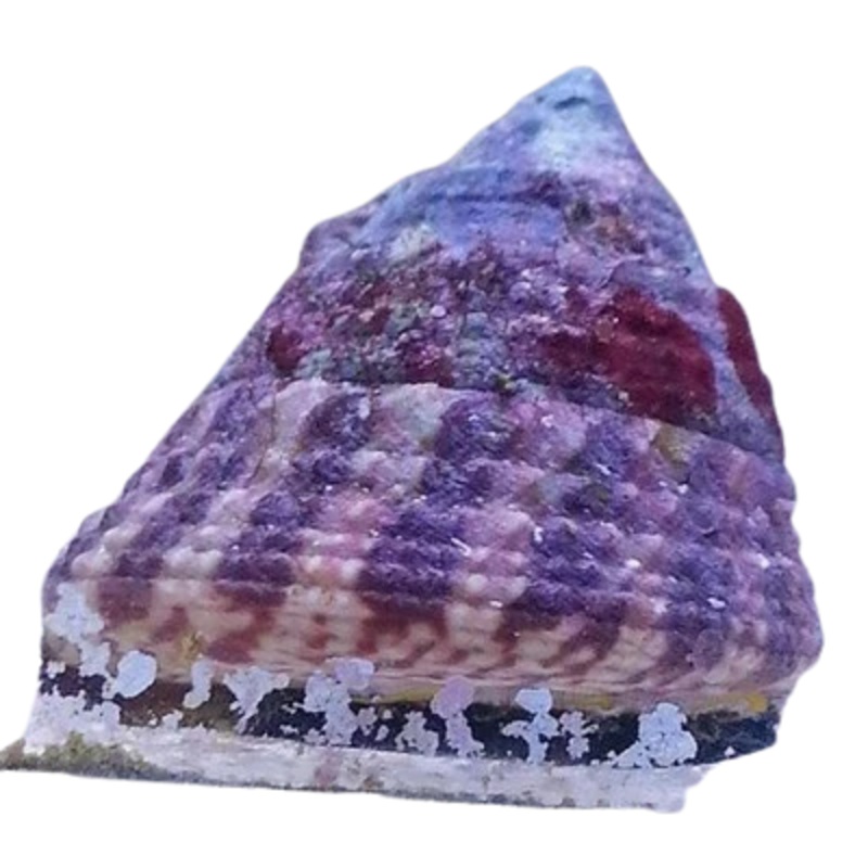 Trochus Snail
