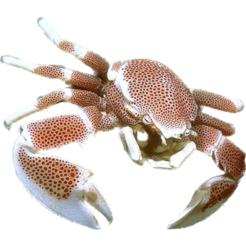 White Porcelain Anemone Crabs (Neopetrolisthes maculatus)