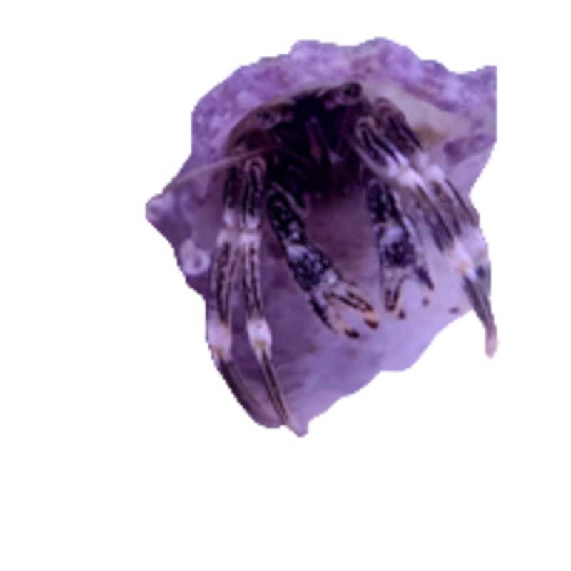 White Shell Bumble Bee Hermit Crab