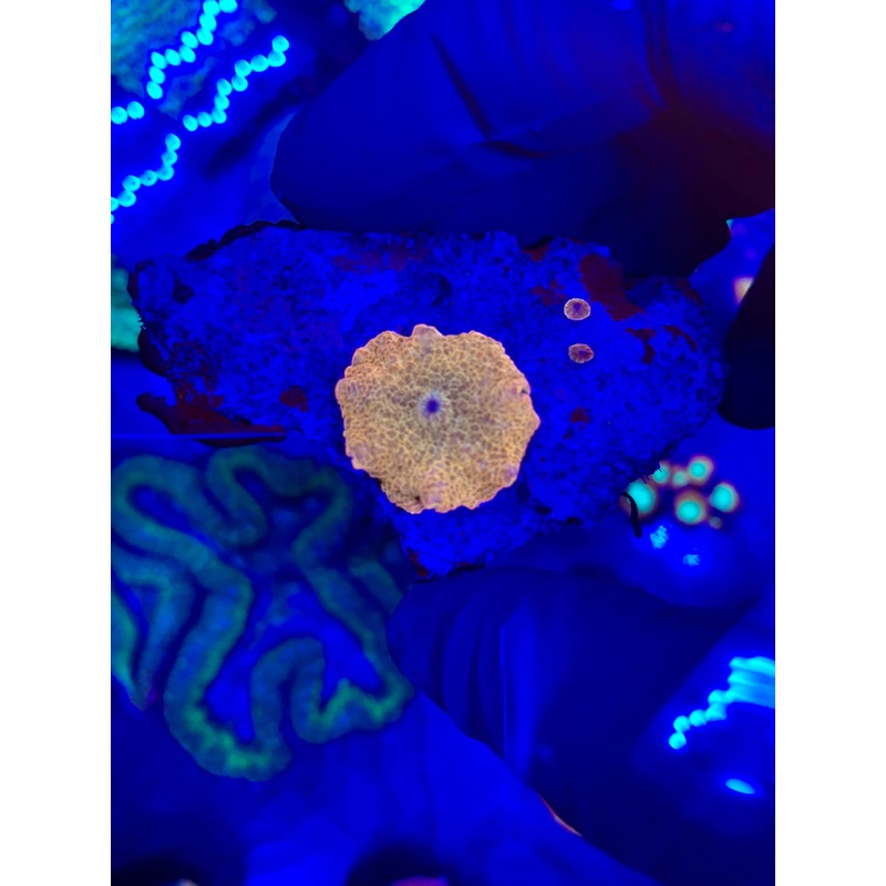 Wysiwyg Mushroom
