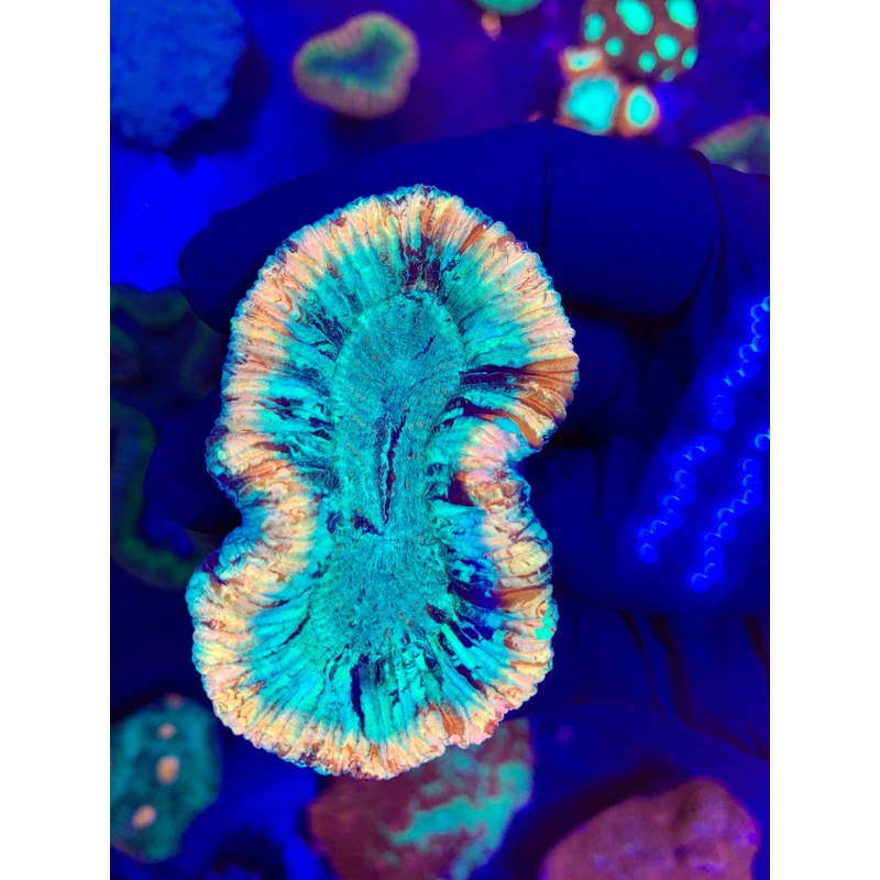 Wysiwyg Trachyphyllia