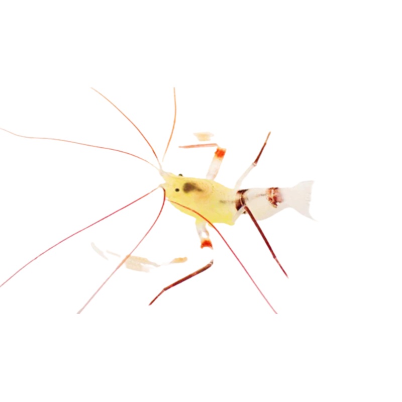 Zanzibar Coral Banded Shrimp (Stenopus zanzibaricus)