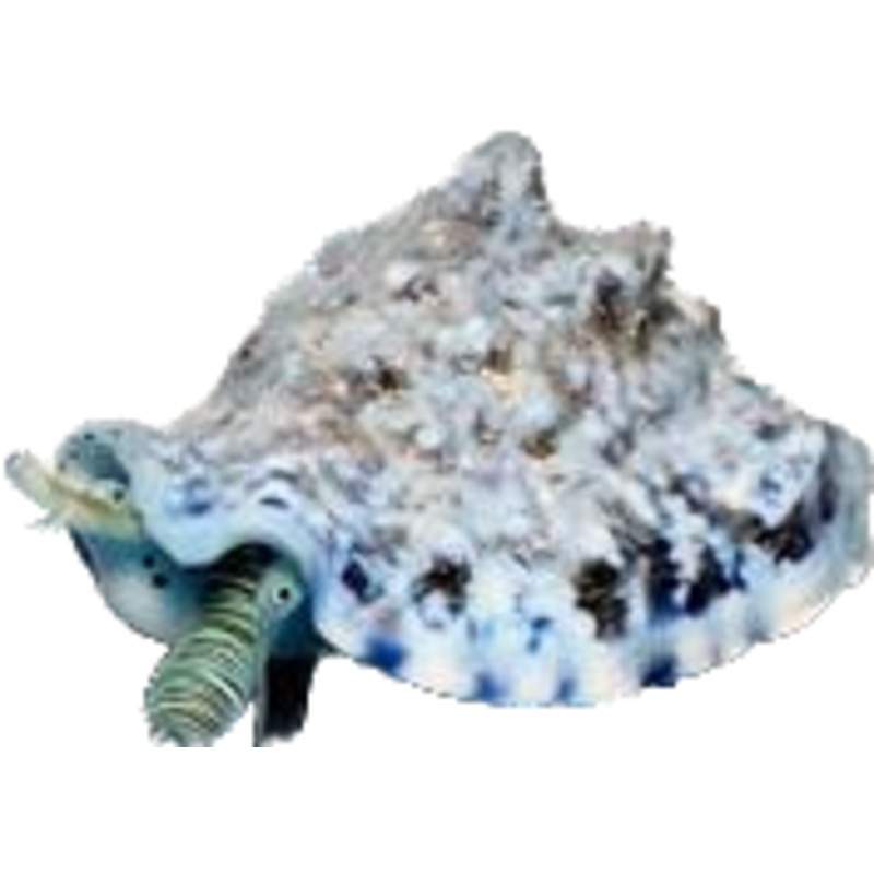 Zebra Conch