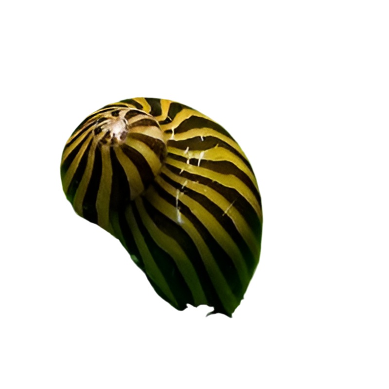Zebra Nerite Snail