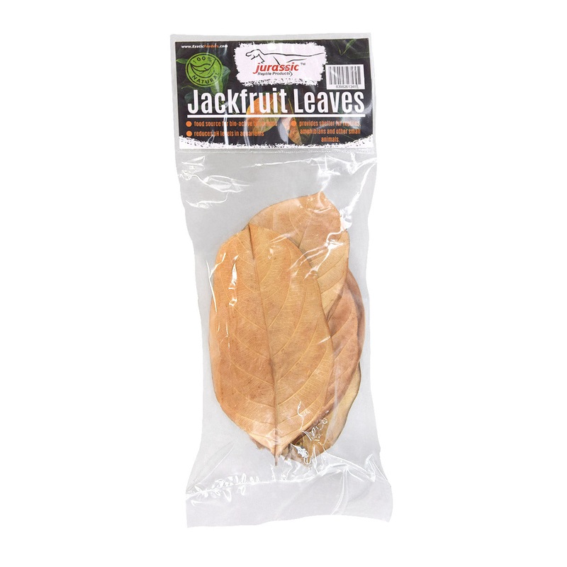 Jackfruit Leaves