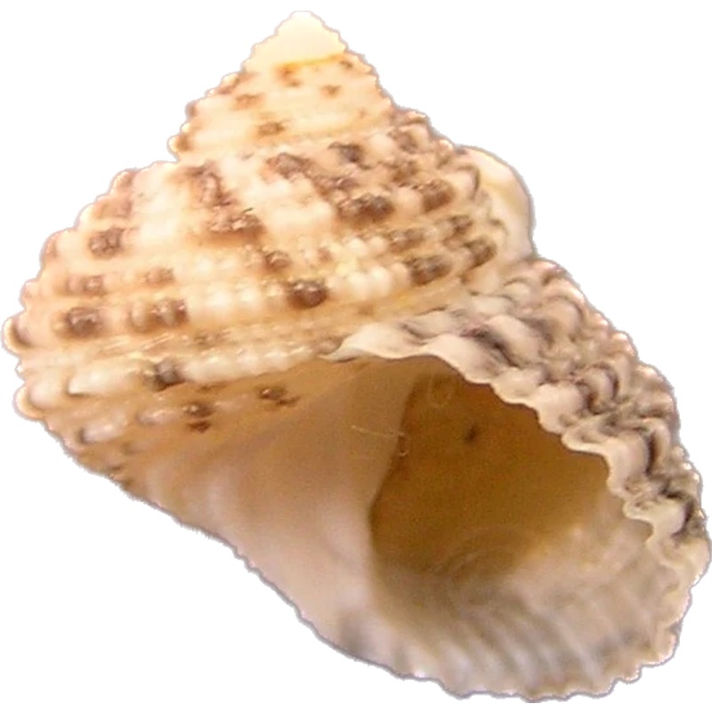 Maize Turbo Snail