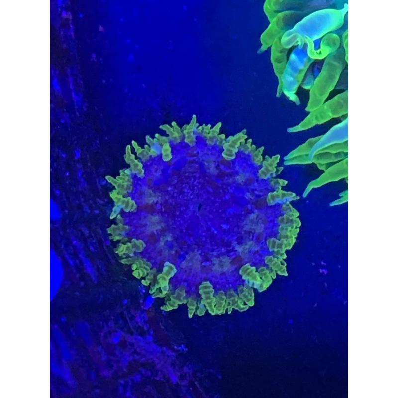 Rock Flower