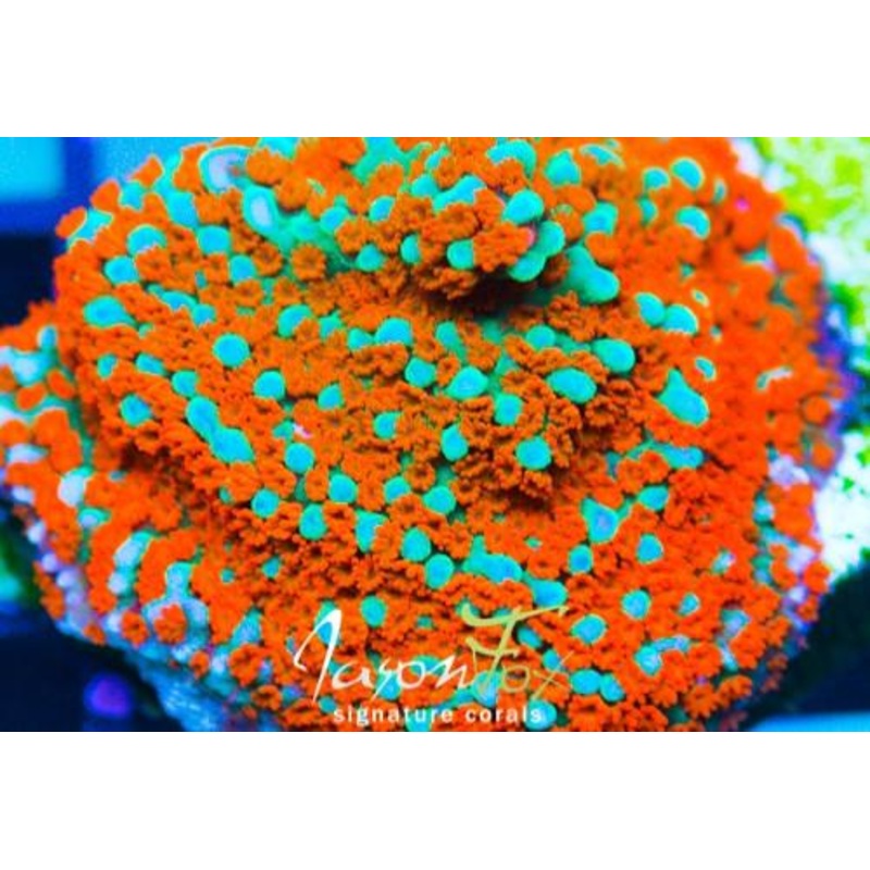Aquaman Montipora Frag