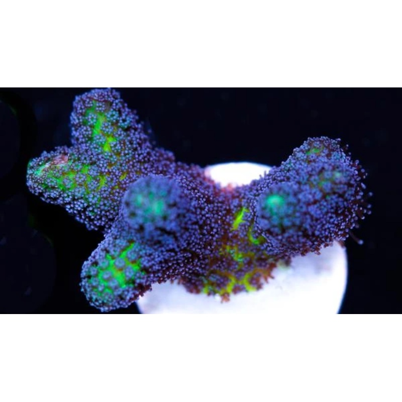 Birds of Paradise Frag