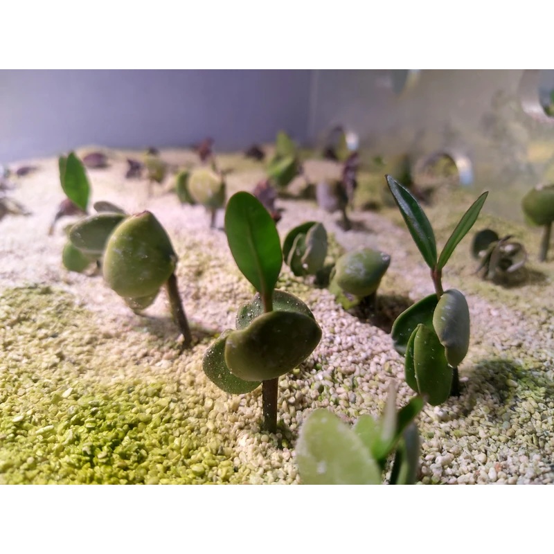 Black Mangrove Rooted w/ Leaves