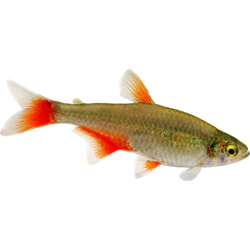 Bloodfin Tetra