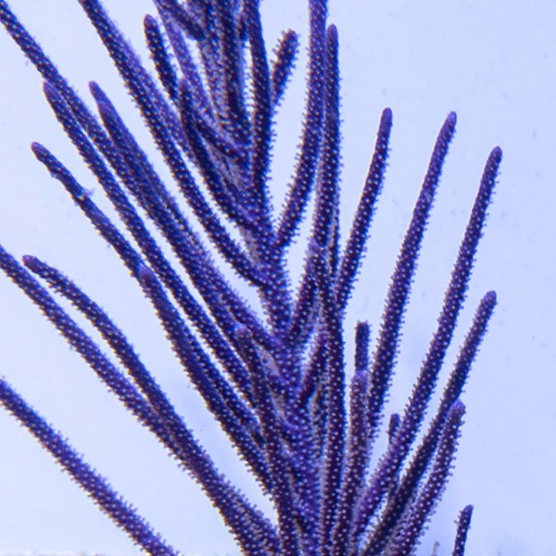 Bottle Brush Gorgonia