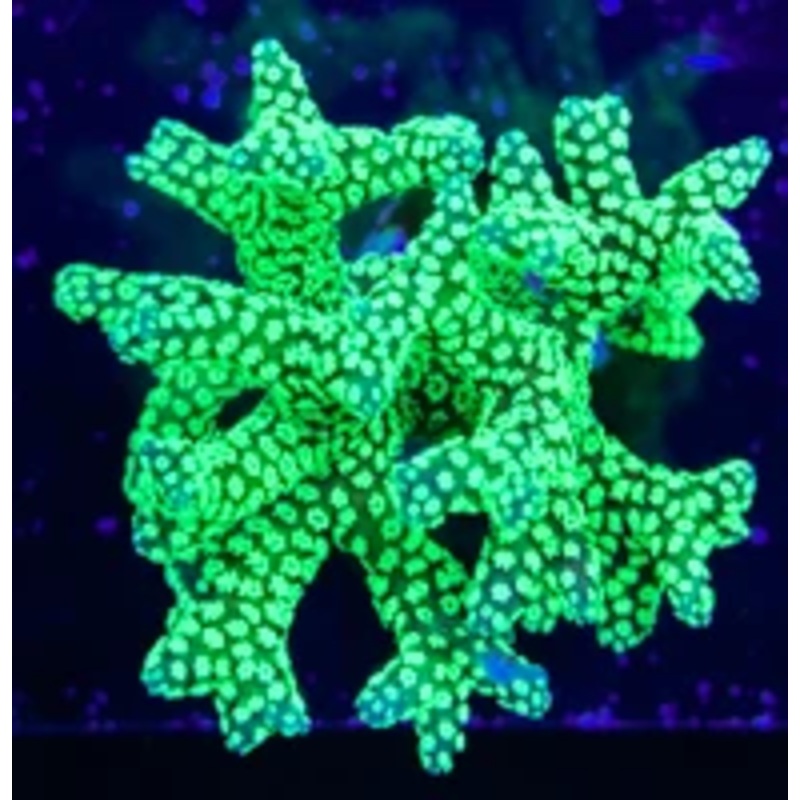 Electric Green Birdsnest Frag