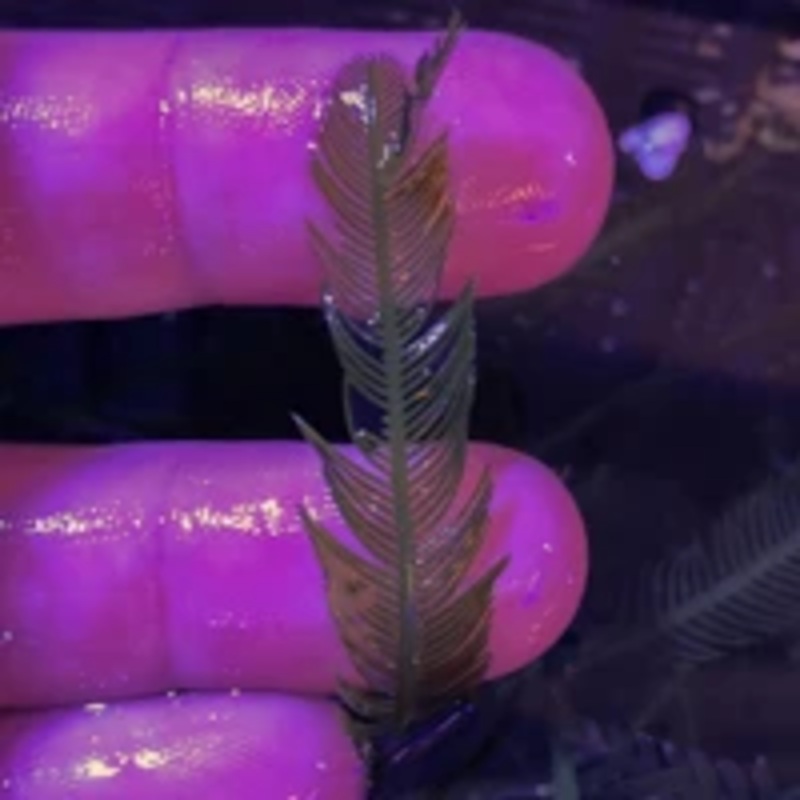 Feather Caulerpa (Caulerpa sp.) Macro Algae