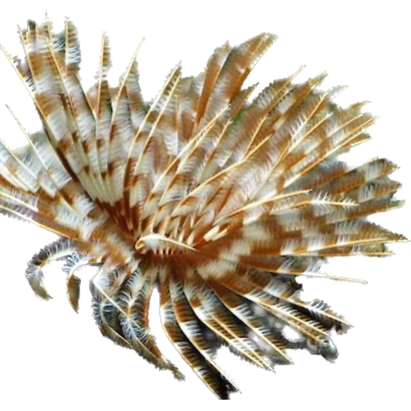 Feather Duster LG