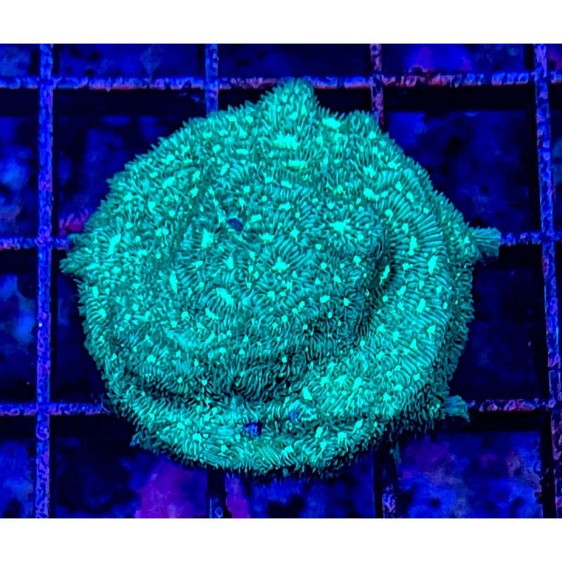 Fields of Green Leptoseris Frag