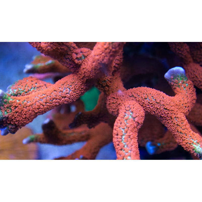 Forest Fire Digi Montipora Frag