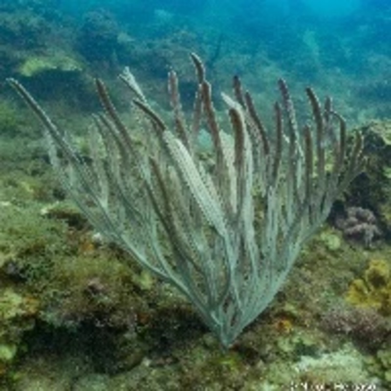 Giant Blade Gorgonia