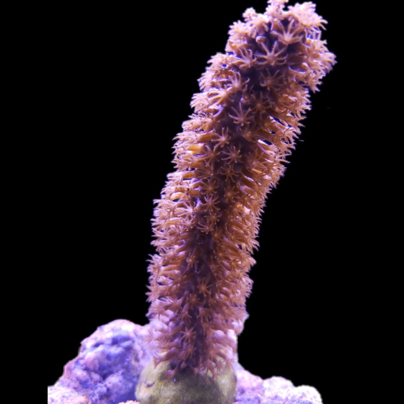 Giant Split Pore Gorgonia