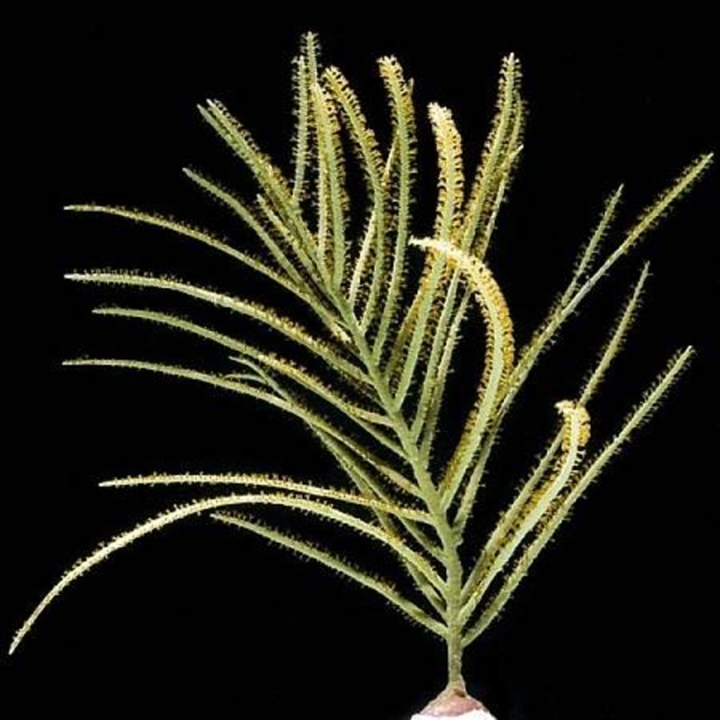 Golden Plume GORGONIAN